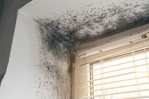 Affordable Hvac And Air Duct Mold Remediation solutions in Zebulon, GA